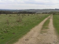 Trackway across Martin Down