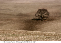 Prarie field in the landscape