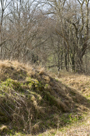 Round Barrow in Woodland