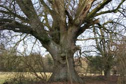 Veteran Tree in the AONB